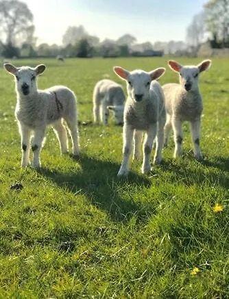 Cherry Blossom In Kettlesing Birstwith